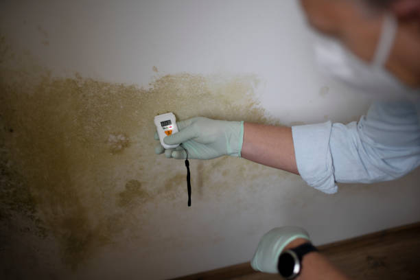 Best Mold Remediation for Schools in Monticello, WI