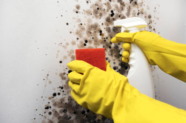 Best Preventive Mold Services in Monticello, WI