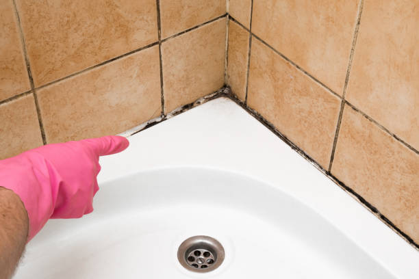Best Commercial Mold Remediation in Monticello, WI